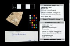 Foto (Objekt + Etikett) von Goniodromites sp.  (NHMW-GEO-1990-0041-4801)
